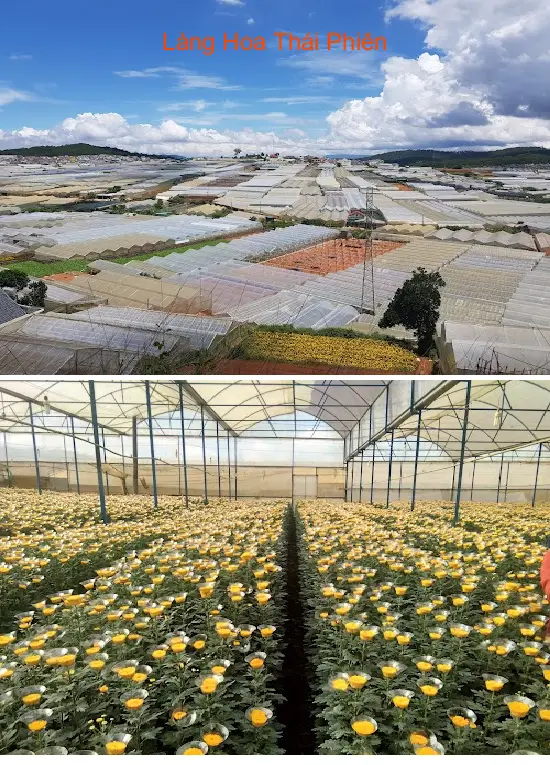 Thai Phien Flower Village